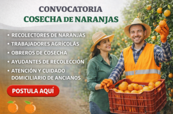 Convocatoria Laboral para Trabajadores en Cosecha de Naranjas