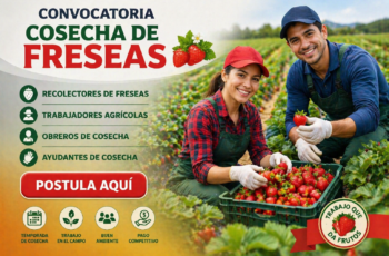 Trabajo en Cosecha de Fresas: Vacantes Urgentes con Contrato y Cupos Limitados