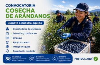 Convocatoria de Empleo en Cosecha de Arándanos – Vacantes Disponibles